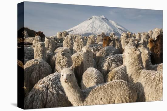 Cotopaxi Volcano and Alpacas, Cotopaxi National Park, Andes, Ecuador-Pete Oxford-Premier Image Canvas