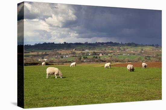 Cotswold Landscape with Sheep, Chipping Campden, Cotswolds, Gloucestershire, England-Stuart Black-Premier Image Canvas