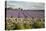 Cotswold Lavender field with Cotswold dry stone wall, Snowshill, Cotswolds, Gloucestershire, Englan-Stuart Black-Premier Image Canvas