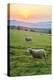 Cotswold Sheep at Sunset, Winchcombe, the Cotswolds, Gloucestershire, England-Matthew Williams-Ellis-Premier Image Canvas