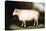 Cotswold Sheep-Porter Design-Premier Image Canvas