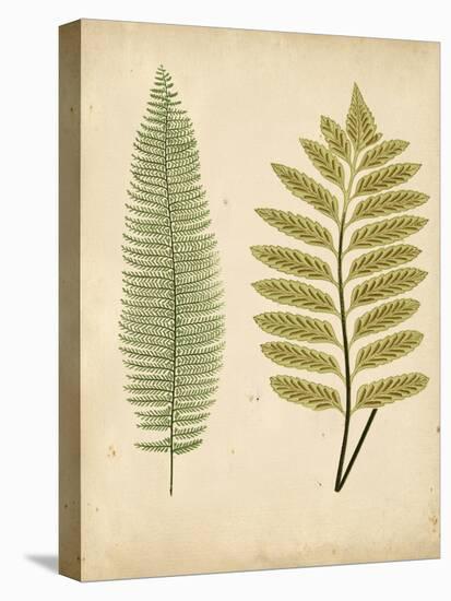 Cottage Ferns II-Edward Lowe-Stretched Canvas