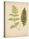 Cottage Ferns III-Edward Lowe-Stretched Canvas