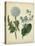 Cottage Florals III-Sydenham Teast Edwards-Stretched Canvas