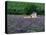 Cottage in Field of Lavender-Owen Franken-Premier Image Canvas