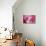 Cotton Candy Curly Cue-Camilla D'Errico-Stretched Canvas displayed on a wall