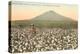 Cotton Field, Las Cruces, New Mexico-null-Stretched Canvas