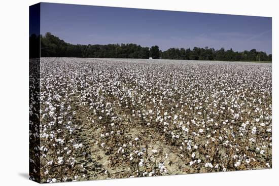 Cotton Fields in Alabama, United States of America, North America-John Woodworth-Premier Image Canvas