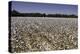 Cotton Fields in Alabama, United States of America, North America-John Woodworth-Premier Image Canvas