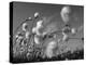 Cotton Grass, Blowing in Wind Against Blue Sky, Norway-Pete Cairns-Premier Image Canvas