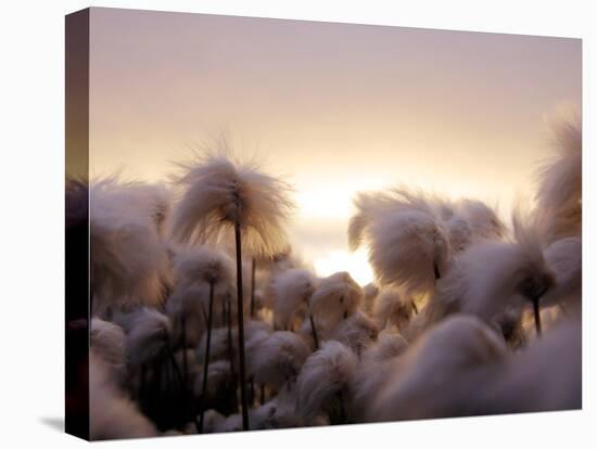 Cotton Grass Stands Tall in the Setting Sun in Kulusuk, Greenland-null-Premier Image Canvas