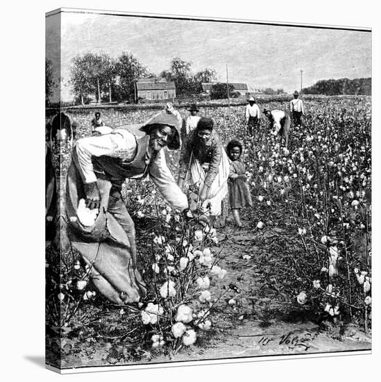 Cotton Industry, Early 20th Century-Science Photo Library-Premier Image Canvas