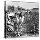 Cotton Industry, Early 20th Century-Science Photo Library-Premier Image Canvas