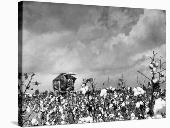 Cotton Picking Machine Doing the Work of 25 Field Hands on Large Farm in the South-Margaret Bourke-White-Premier Image Canvas