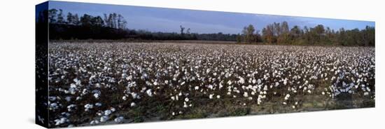 Cotton Plants in a Field, North Carolina, USA-null-Premier Image Canvas