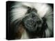 Cotton-Top Tamarin, Colombia-Kevin Schafer-Premier Image Canvas