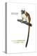 Cotton-Top Tamarin (Saguinus Oedipus), Monkey, Mammals-Encyclopaedia Britannica-Stretched Canvas