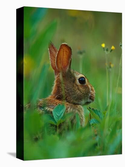 Cottontail Rabbit in the Grass-Joe McDonald-Premier Image Canvas