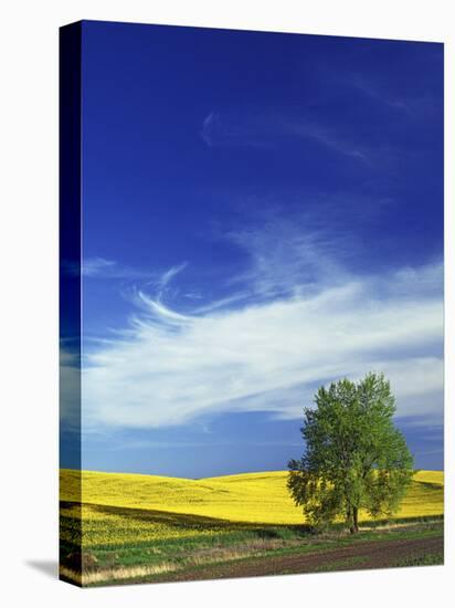 Cottonwood and Canola fields, Whitman County, Washington, USA-Charles Gurche-Premier Image Canvas