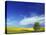 Cottonwood and Canola fields, Whitman County, Washington, USA-Charles Gurche-Premier Image Canvas