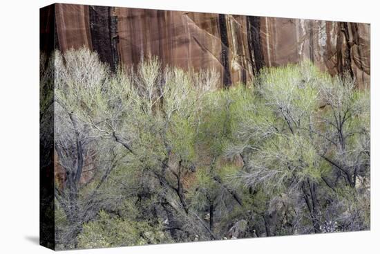 Cottonwood grove grows in canyon, Utah-Art Wolfe-Premier Image Canvas