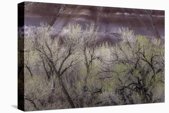 Cottonwood grove grows in canyon, Utah-Art Wolfe-Premier Image Canvas