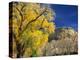Cottonwood, Rio Arriba County, New Mexico, USA-Michael Snell-Premier Image Canvas