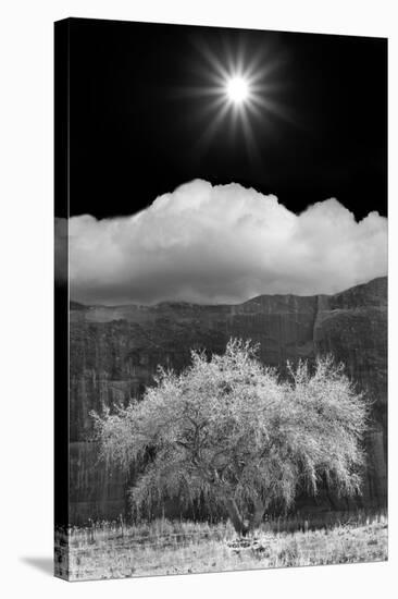 Cottonwood & Sunbeams, Canyon de Chelly, Arizona 10-Monte Nagler-Stretched Canvas