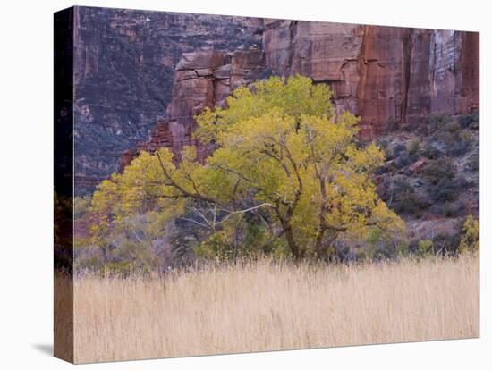 Cottonwood Tree and Reeds, Zion National Park in Autumn, Utah, USA-Jean Brooks-Premier Image Canvas