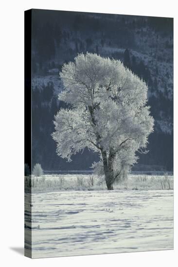 Cottonwood Tree Covered In Ice-Magrath Photography-Premier Image Canvas