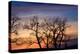 Cottonwood Trees are Silhouetted Against an Orange and Blue Sunset Near Lincoln, Nebraska-Sergio Ballivian-Premier Image Canvas