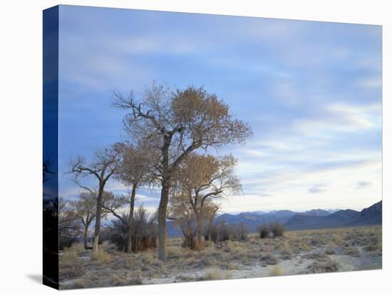 Cottonwood Trees in Arid Landscape, Grapevine Mountains, Nevada, USA-Scott T. Smith-Premier Image Canvas