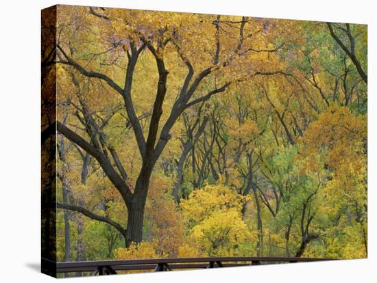 Cottonwood Trees in Autumn in the Zion National Park in Utah, USA-Tomlinson Ruth-Premier Image Canvas