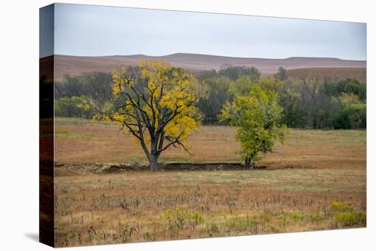 Cottonwood trees in the Flint Hills of Kansas.-Michael Scheufler-Premier Image Canvas