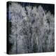 Cottonwood trees in winter-Micha Pawlitzki-Premier Image Canvas