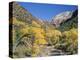 Cottonwood Trees on the Banks of the Virgin River, Zion National Park, Utah, USA-Ruth Tomlinson-Premier Image Canvas