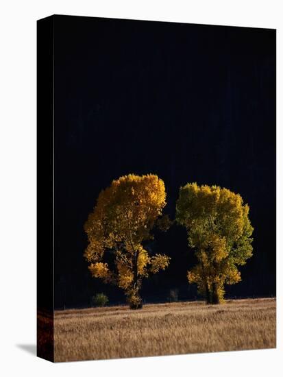 Cottonwoods in Autumn-Joseph Sohm-Premier Image Canvas