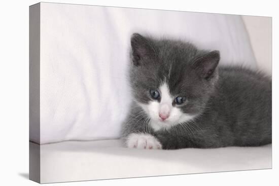 Couch, Cat, Young, Gray-Knows, Lying, Wearily, Portrait, Animals, Mammals, Pets-Nikky-Premier Image Canvas