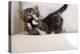 Couch, Cat, Young, Striped, Plays, Fur-Ball, Side-View, Animals, Mammals, Pets-Nikky-Premier Image Canvas