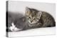 Couch, Cats, Young, Lying, Snuggles Up, Sleepily, Dozes, Together, Animals, Mammals-Nikky-Premier Image Canvas