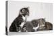 Couch, Cats, Young, Sitting, Lying, Side by Side, Observes, Curiously, Sidelong Glance, Animals-Nikky-Premier Image Canvas