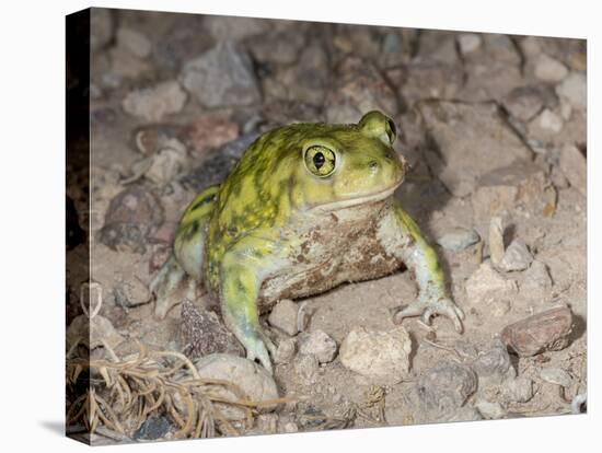 Couch's spadefoot, Scaphiopus couchii, Rodeo, New Mexico-Maresa Pryor-Premier Image Canvas