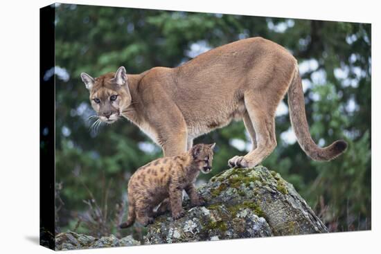 Cougar and Cub-DLILLC-Premier Image Canvas