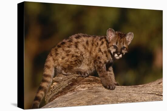 Cougar Cub Sitting on Log-DLILLC-Premier Image Canvas