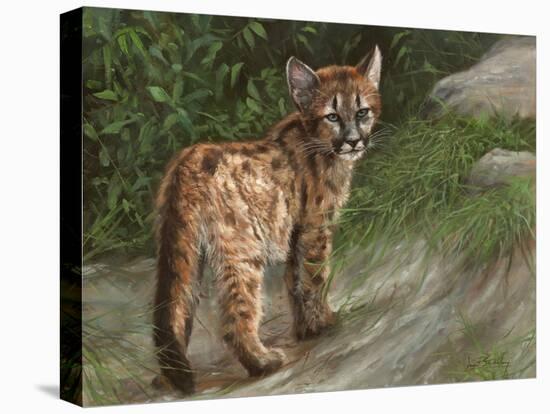 Cougar Cub-David Stribbling-Stretched Canvas