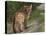 Cougar Cub-David Stribbling-Stretched Canvas