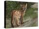 Cougar Cub-David Stribbling-Stretched Canvas