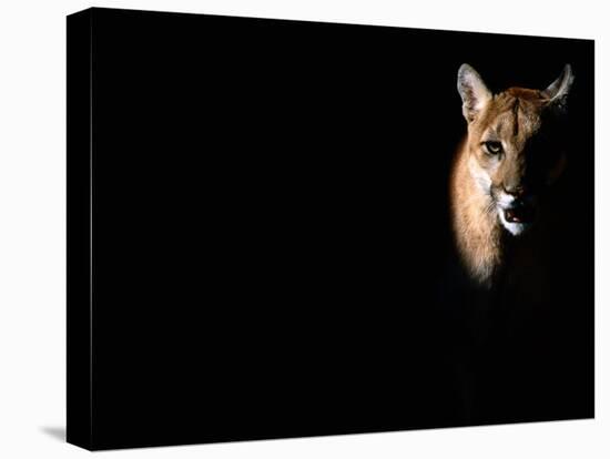 Cougar (Felis Concolor), Aka Puma or Mountain Lion, Arizona-Sonora Desert Museum, Tucson, U.S.A.-Mark Newman-Premier Image Canvas