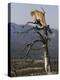 Cougar in a Tree-Joe McDonald-Premier Image Canvas