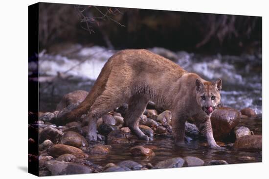 Cougar Licking His Lips-DLILLC-Premier Image Canvas